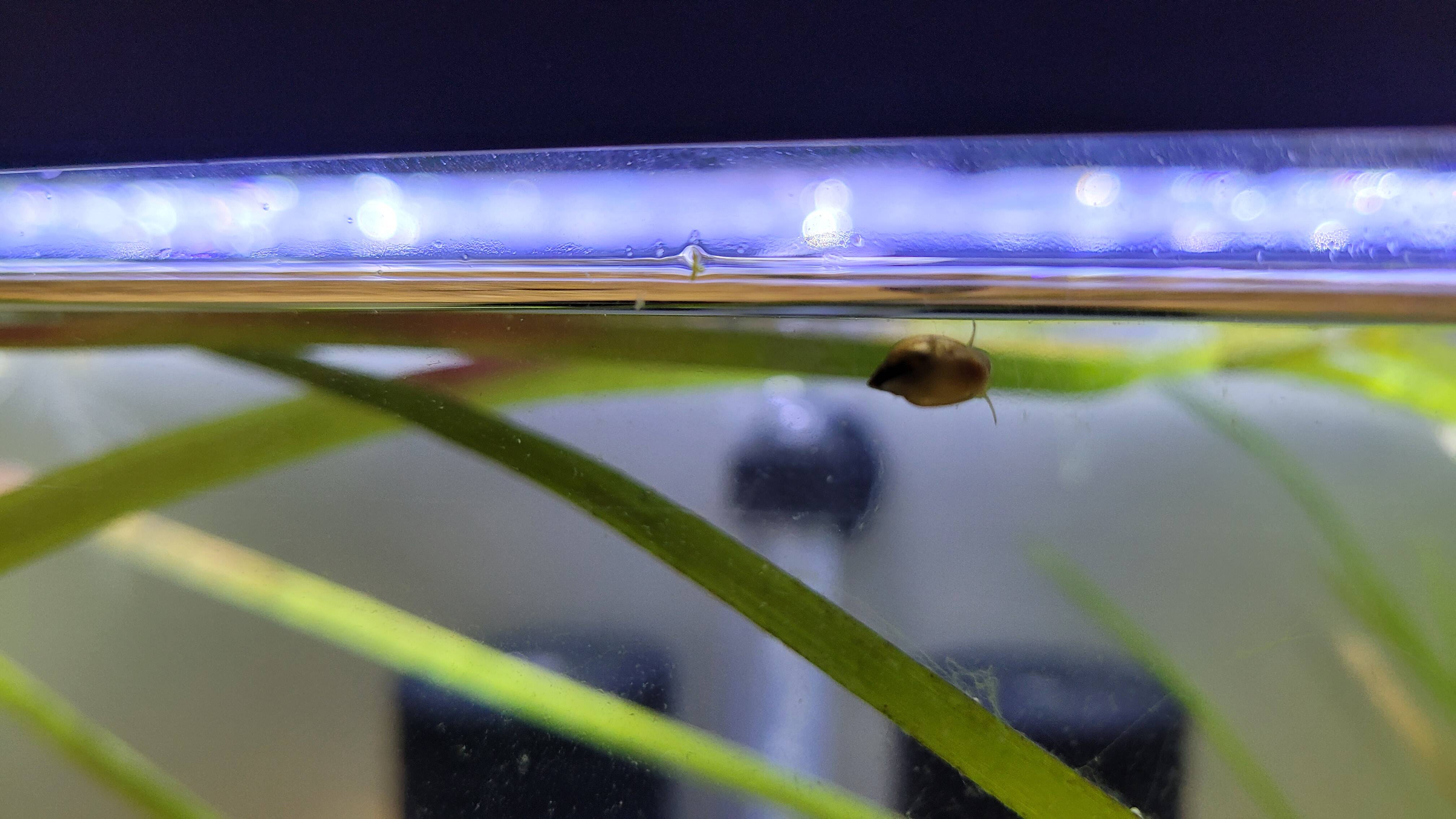 Small Snail